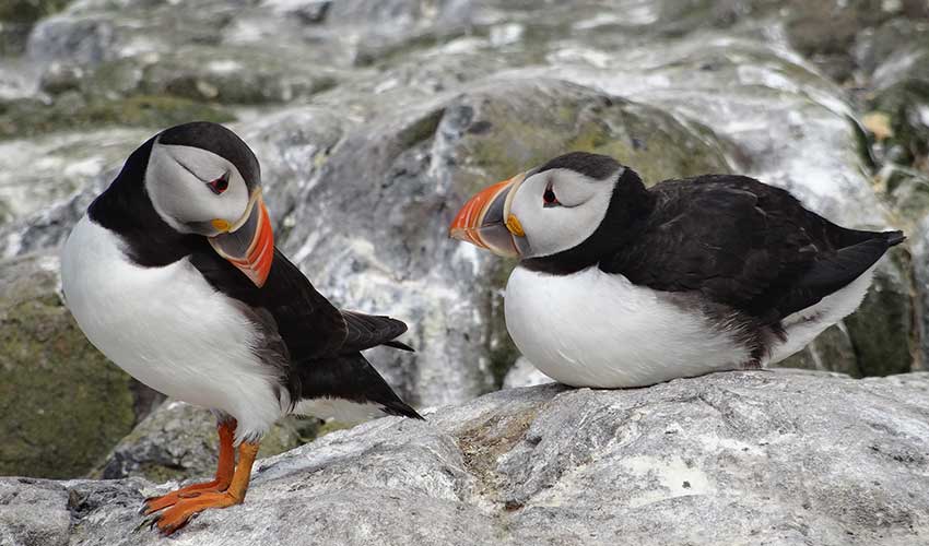 Scottish Puffins