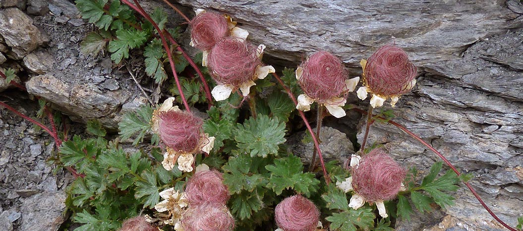 alpine-flowers_Alpine-Pasque-Flower_Sherpa-Expeditions