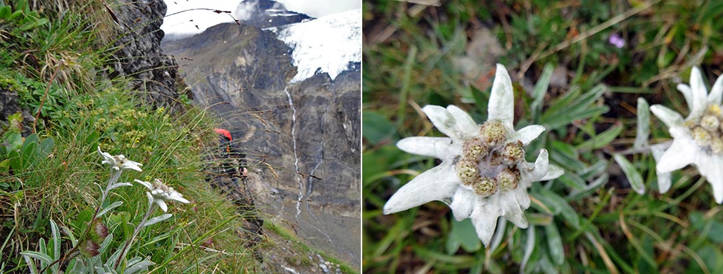 alpine-flowers_Edelweiss-in-Switzerland_Sherpa-walking-holidays