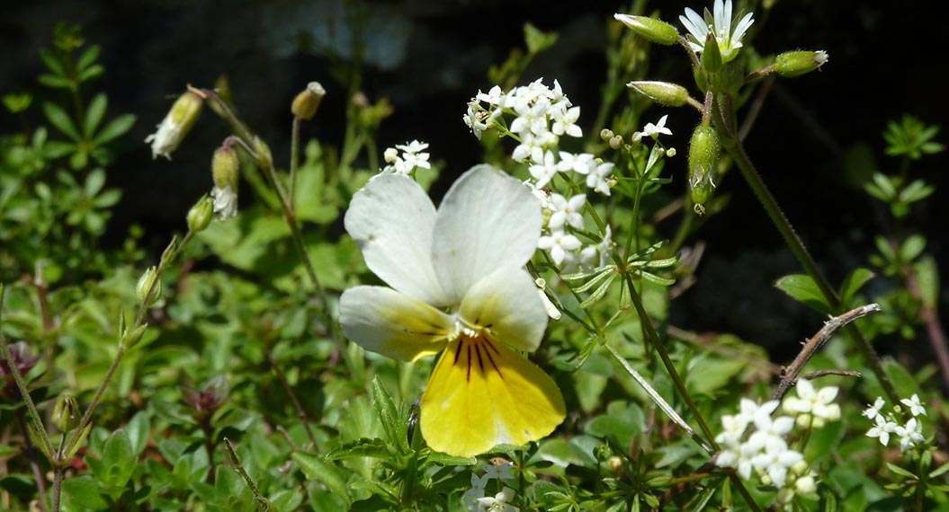 alpine-flowers_Heartease_Sherpa-Expeditions