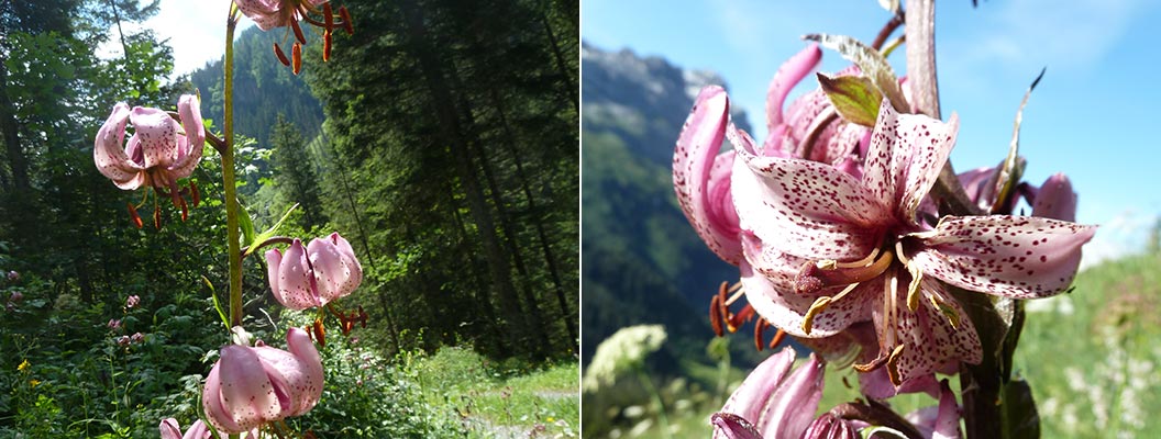 alpine-flowers_Martigen-Lily-mountain-flower_Sherpa-Expeditions