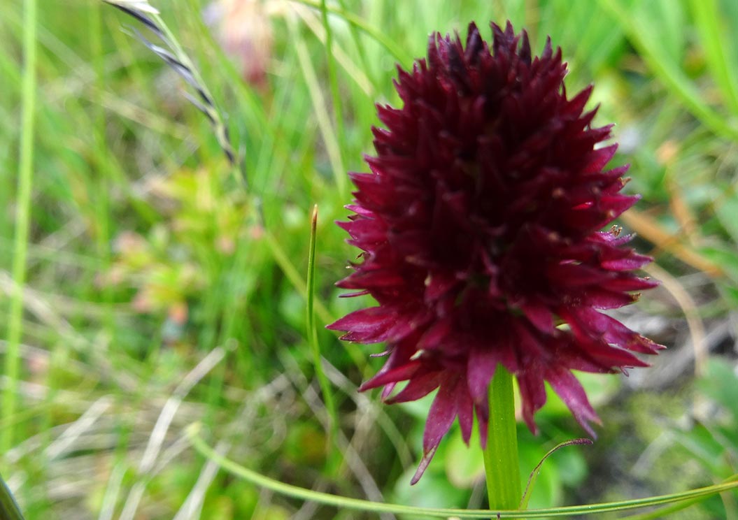 alpine-flowers_Vanilla-Orchid-Haute-Route_Sherpa-Expeditions