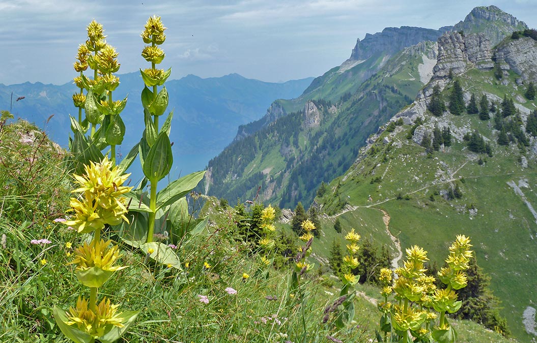 alpine-flowers_Yellow-Gentian_Sherpa-Expeditions