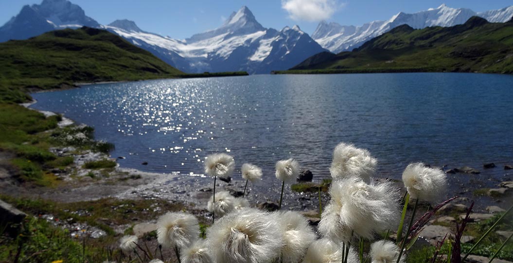 alpine-flowers_cotton-grass-on-the-Haute-Route_Sherpa-Expeditions