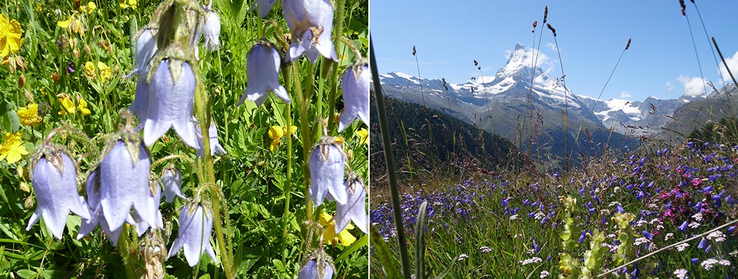alpine-flowers_harebells-on-Switzerland-walking-holidays_Sherpa-Expeditions
