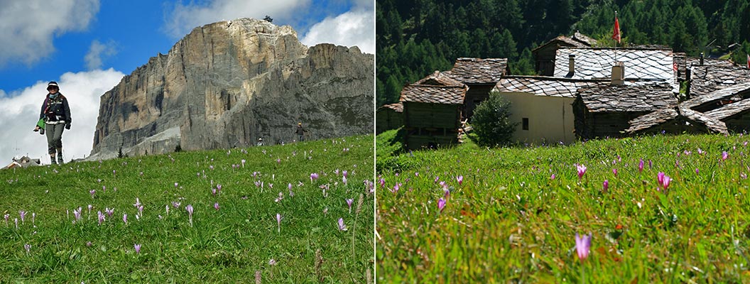 alpine-flowers_mountain-flowers-are-alpine-crocus_Sherpa-walking-holidays