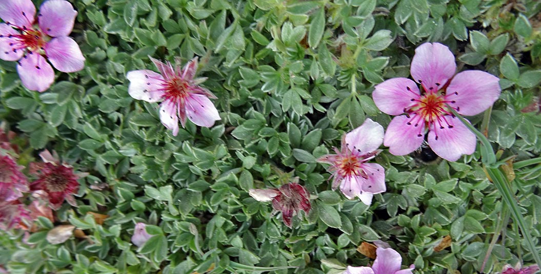 alpine-flowers_pincushion-saxifrage_Sherpa-walking-holidays