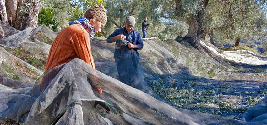 Olive harvest in Spain, Andalusia - Sherpa Expeditions walking holidays