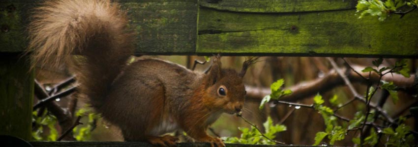 Red Squirrel on Coast to Coast