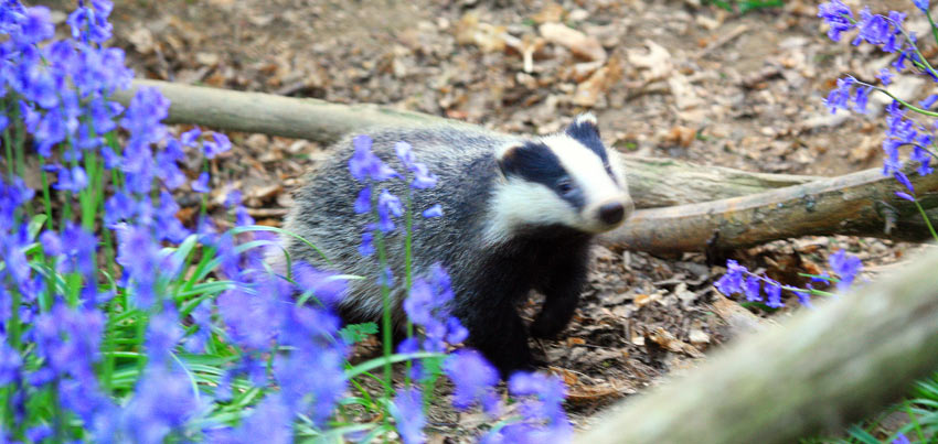 A badger amongst the bluebells in the United Kingdom