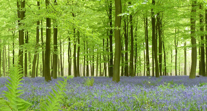A carpet of bluebells in the United Kingdom