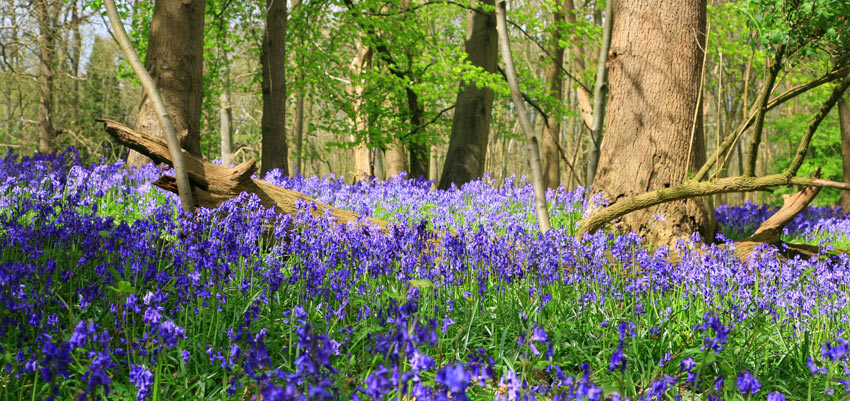 Bluebells in England