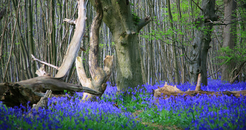 A carpet of bluebell flowers in England, United Kingdom-Sherpa Expeditions
