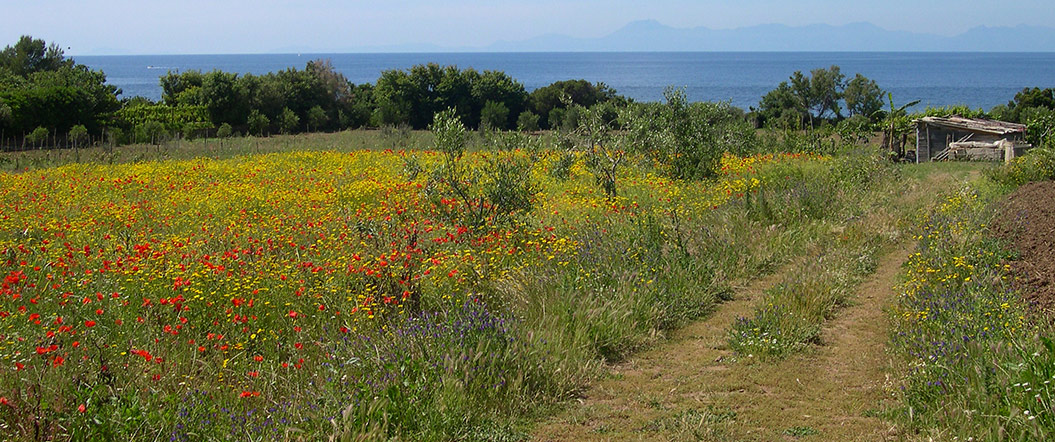 Coast on Cilento Italy walking holiday