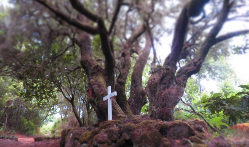 Laurisilva Forest
