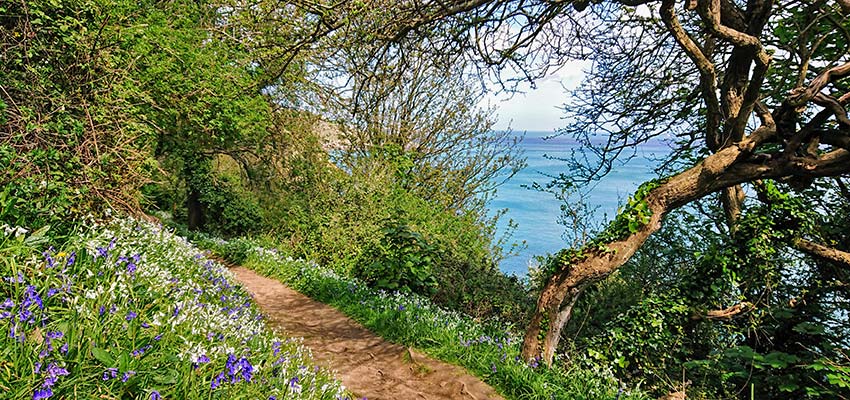 bluebell woods and sea at Guernsey_Sherpa Expeditions