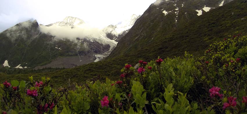 Flowers-and-mist-on-the-Mont-Blanc_Sherpa-Expeditions