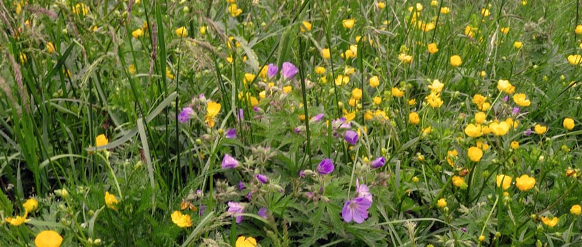 Walking-Mont-Blanc-amidst-Spring-flowers-with-Sherpa-Expeditions