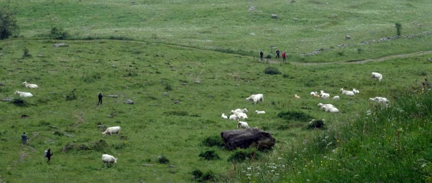 Walking-with-sheep-on-the-Mont-Blanc-away-from-les-Houches_Sherpa-Expeditions
