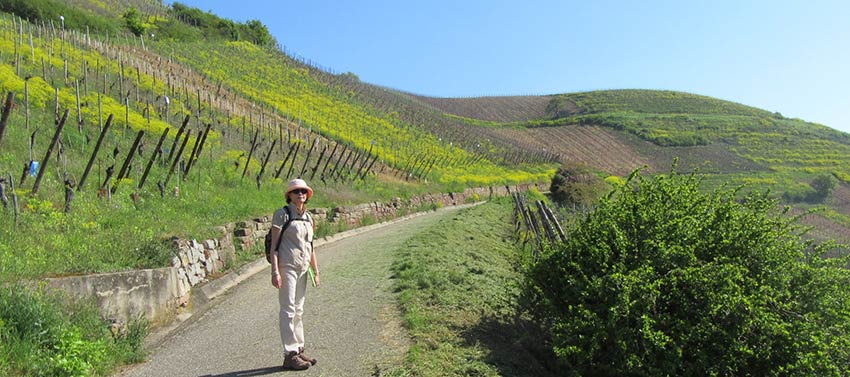 On the Camino Trail, Alsace France, Sherpa walking holidays