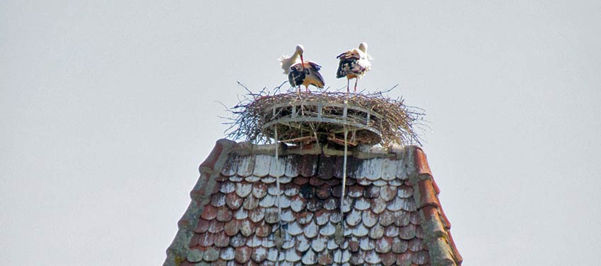 Storks in Alsace, Sherpa Expeditions walking holidays