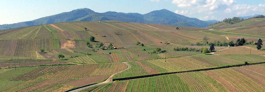 Vineyards in France, Alsace - Sherpa Expeditions walking holidays