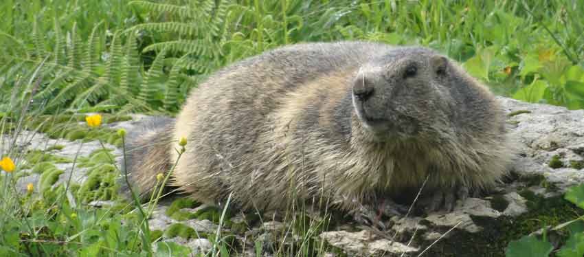 Marmot-Switzerland-Walking-Holidays-Sherpa-Expedition
