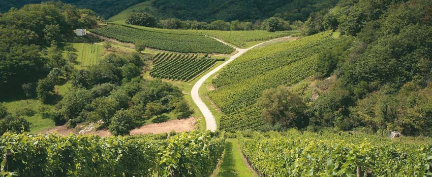 Alsace Vineyard Trails
