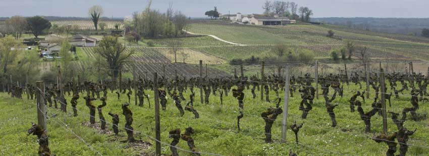 Bordeaux Vineyards Walking Holiday