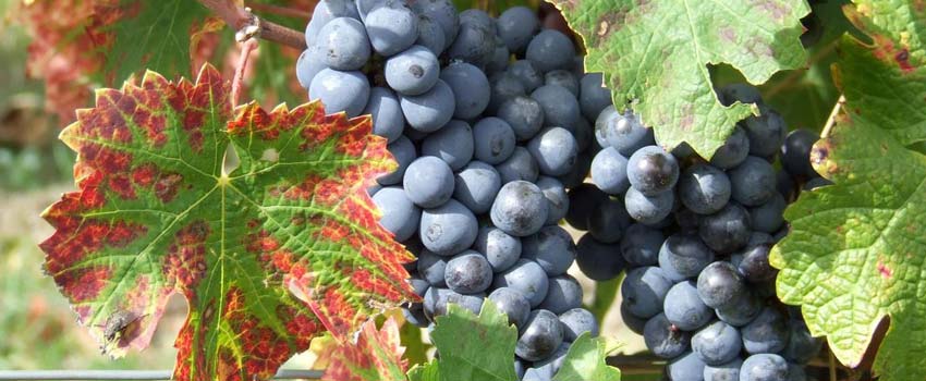 Walking through Loire Valley Vineyards
