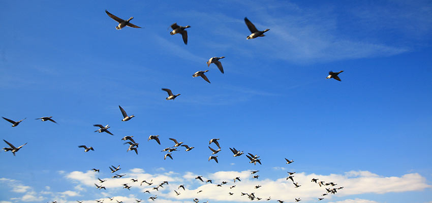 Blue skies & birds on the Isle of Wight, England
