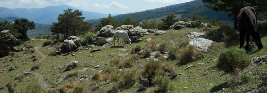 Walking Holiday Alpujarras Horses