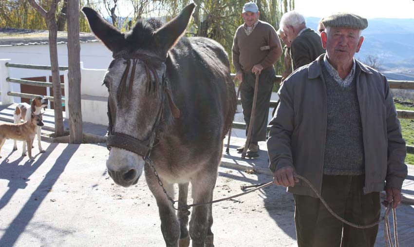 Walking in Las Alpujarras - Donkey